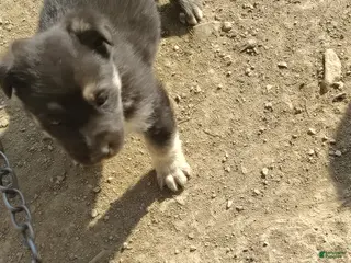 German Shepherd dogs German Shepherd Puppy 1 - Ad 2