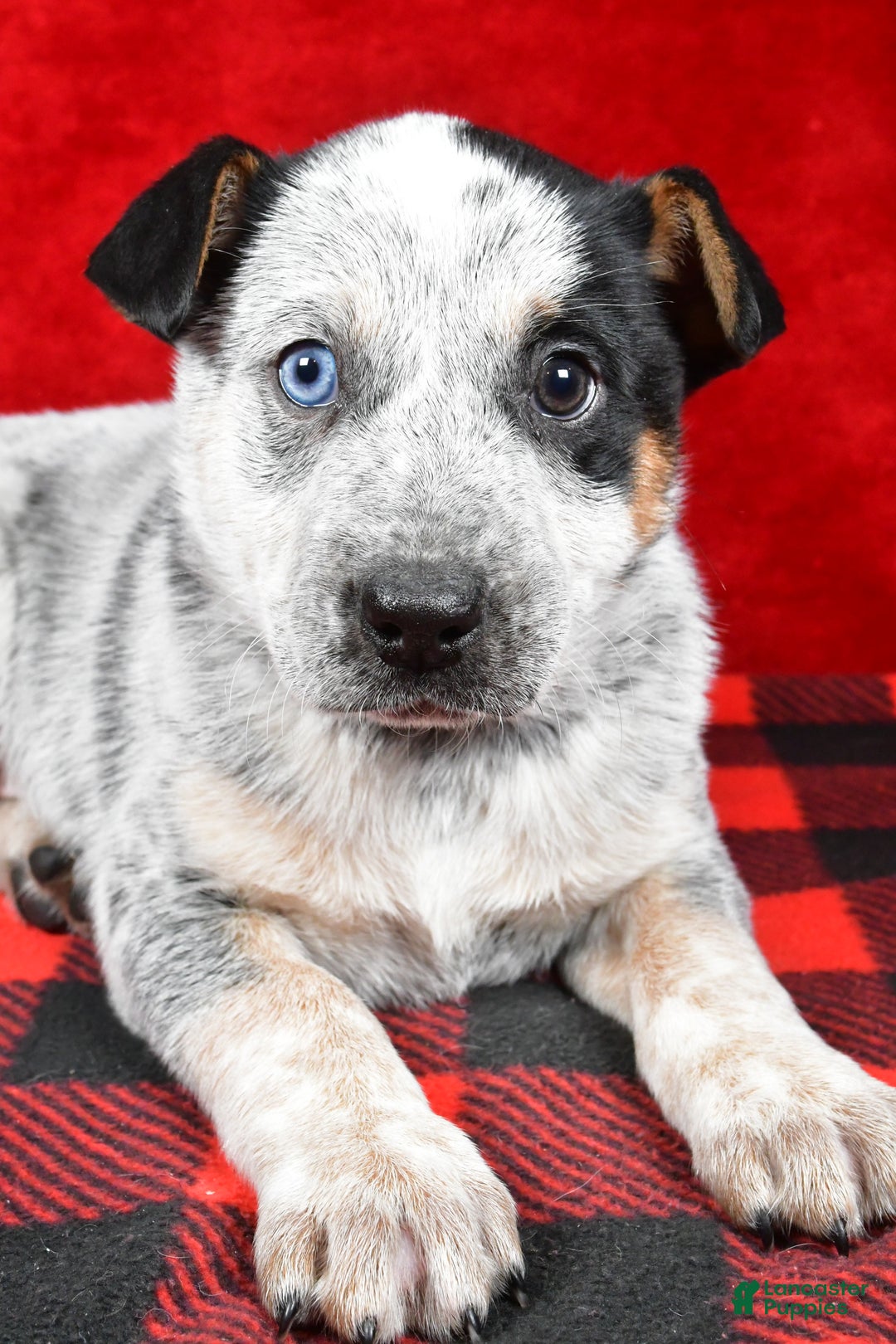 Australian Cattle Dog dogs for sale: Polly - Ad 10