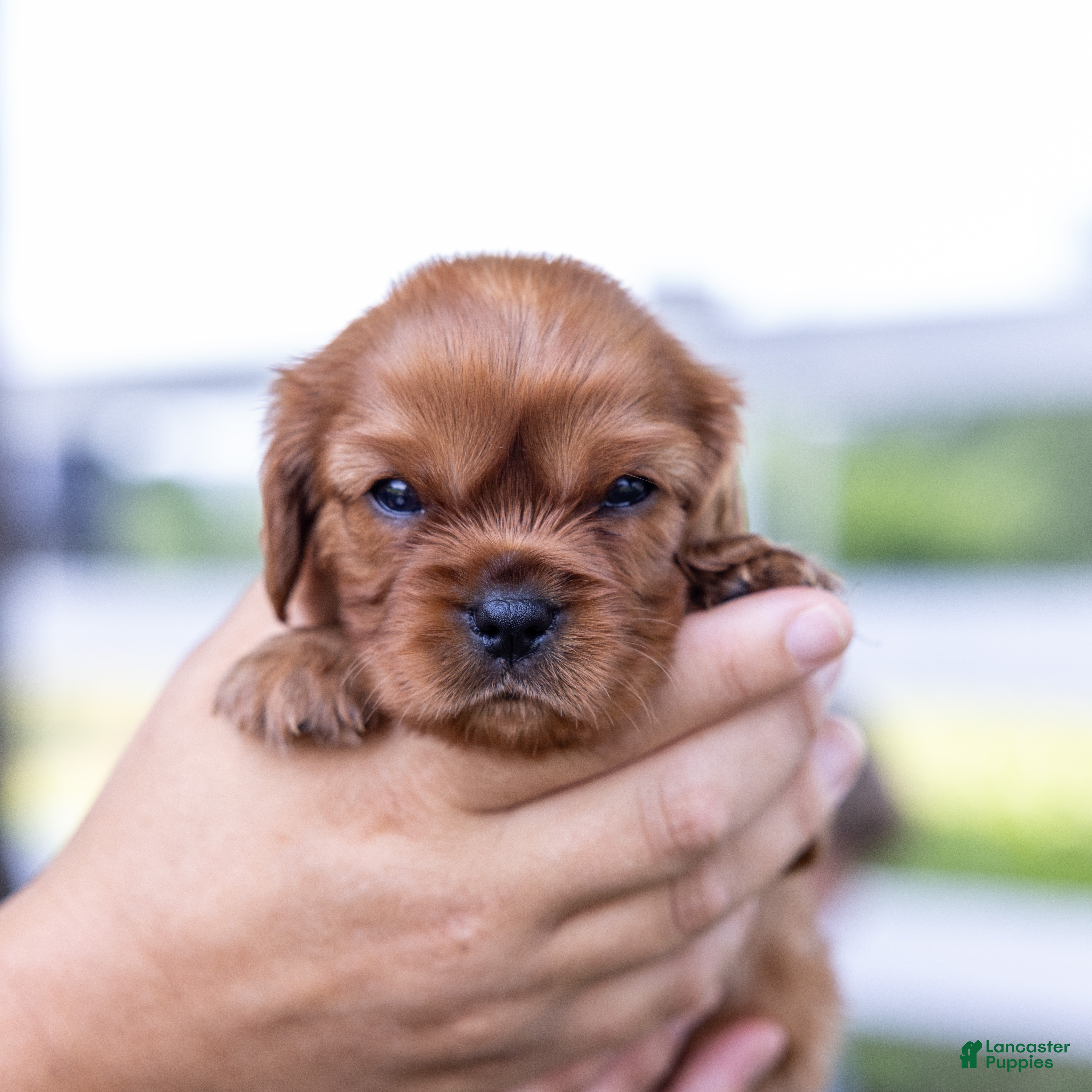 Cavalier King Charles Spaniel dogs Alfalfa - Ad 2