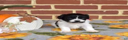 Cavachon dogs for sale: Barnaby - Ad 6