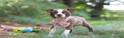 Boston Terrier dogs for sale: Precious - Ad 4