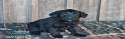 Mixed Breed dogs for sale: Midnight - Ad 1
