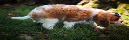 Cavalier King Charles Spaniel dogs for sale: Patches💙 - Ad 17