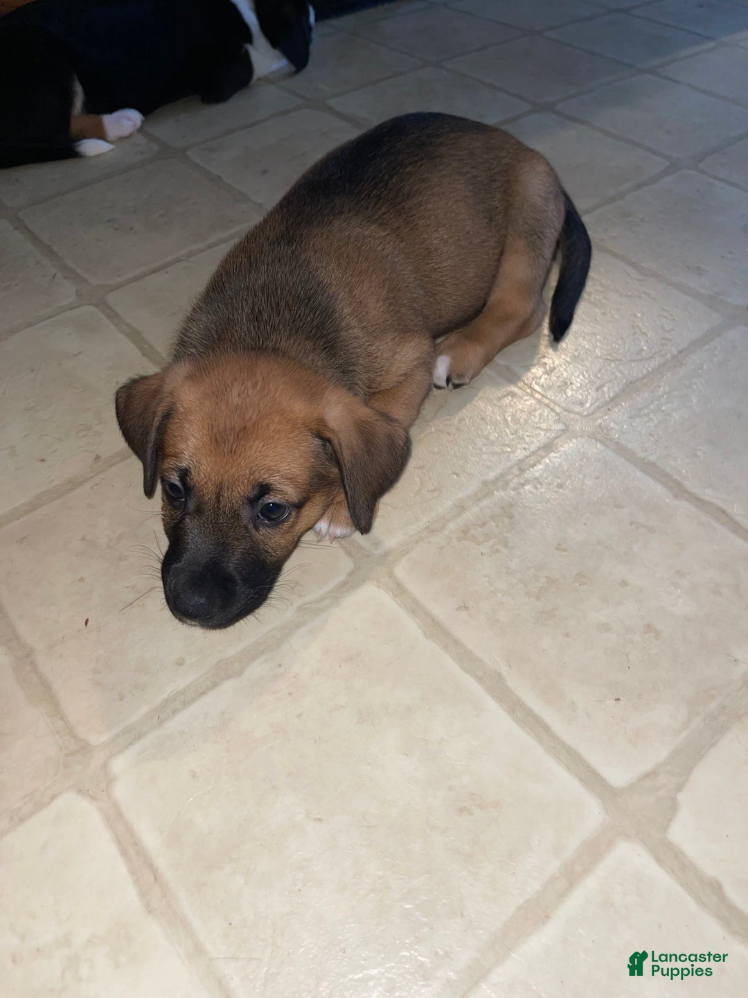 Mixed Breed dogs for sale: Chili - Ad 1