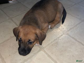 Mixed Breed dogs Chili - Ad 33