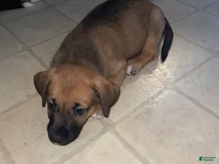 Mixed Breed dogs Chili - Ad 15