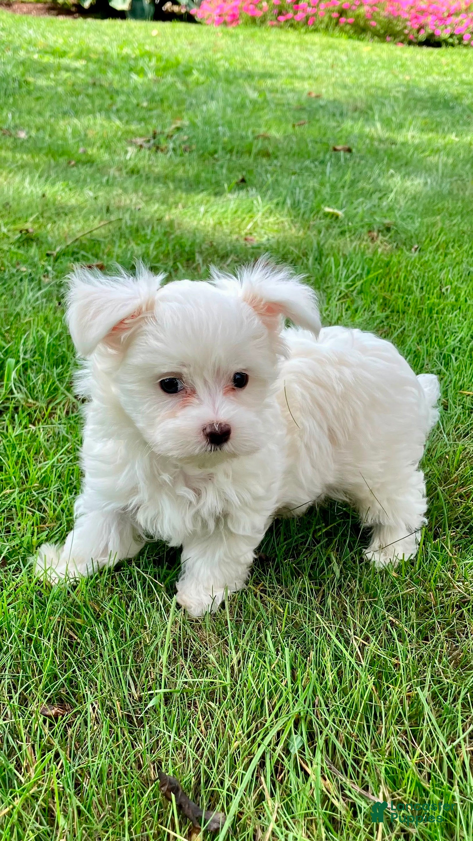 Maltese dogs Murphy - Ad 2