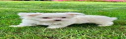 Maltese dogs for sale: Murphy - Ad 2