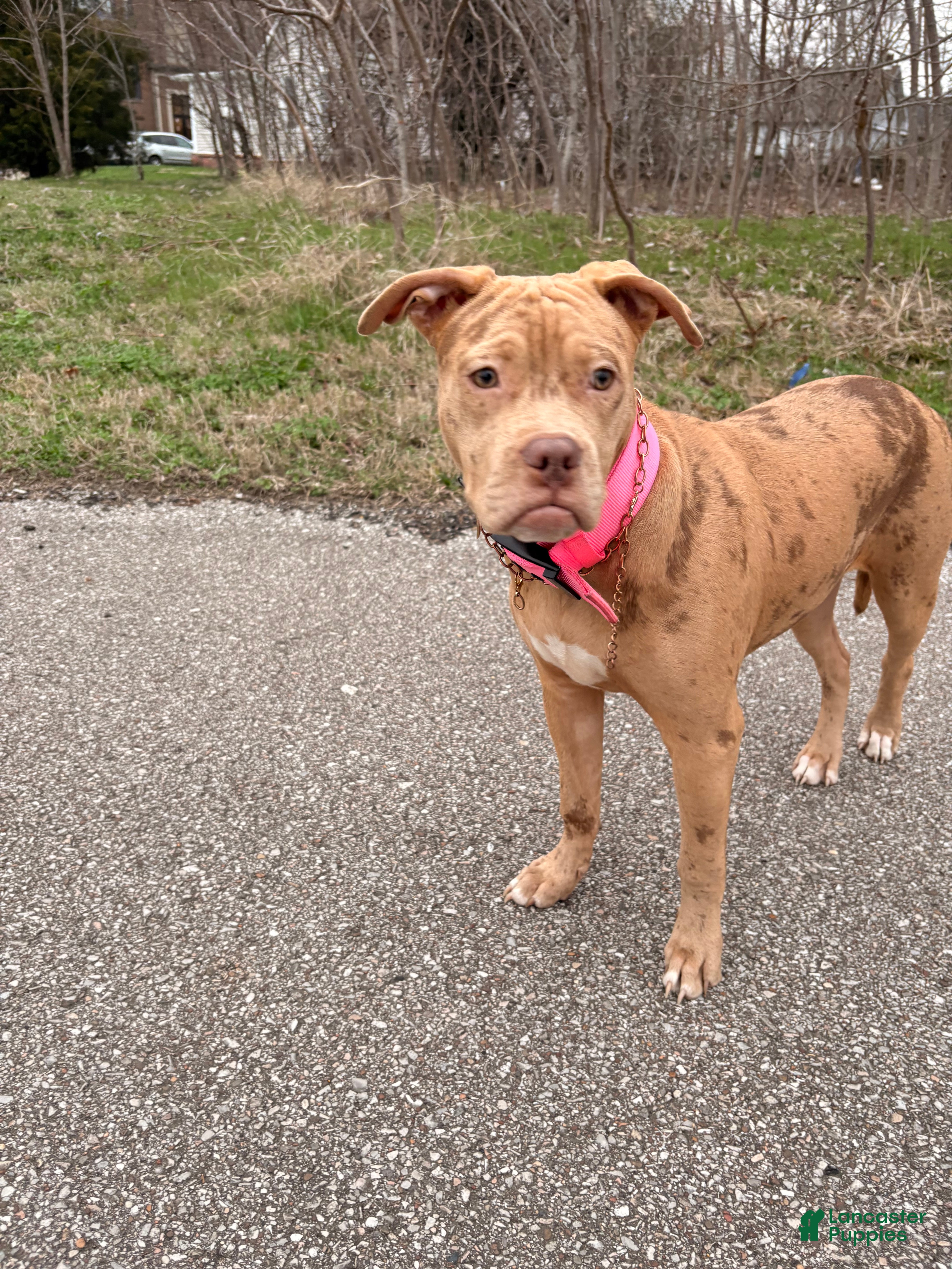 American Bully dogs American Bully 1 - Ad 39