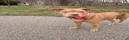 American Bully dogs for sale: American Bully 1 - Ad 1
