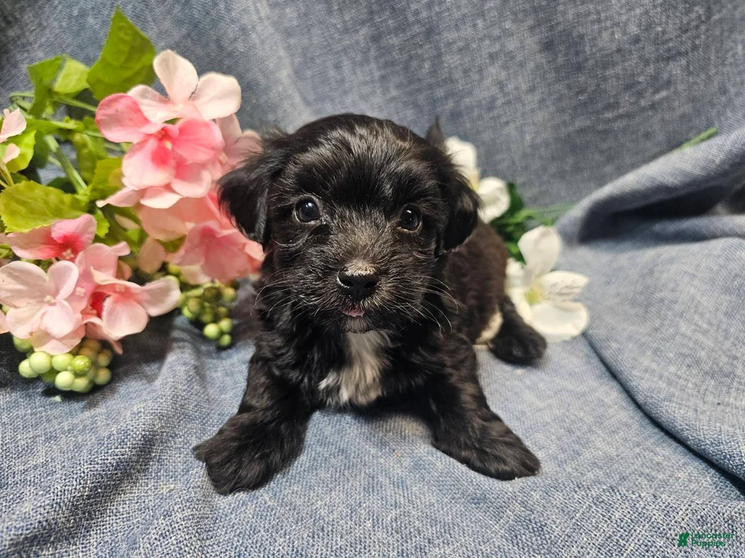 Havapoo dogs for sale: Joey (Male) - Ad 4