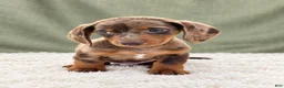 Miniature Dachshund dogs for sale: Miniature Dachshund 2 - Ad 3