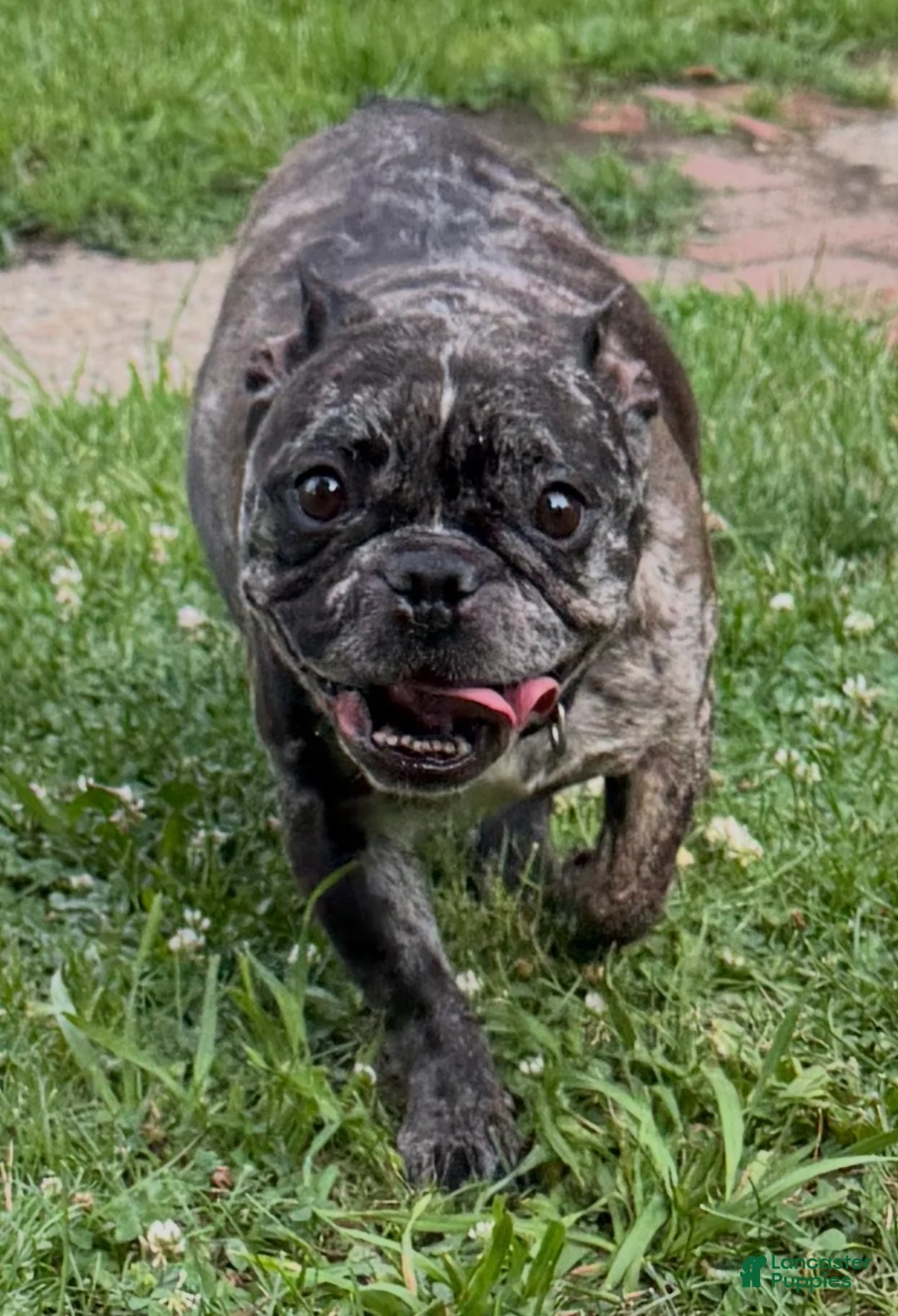 French Bulldog dogs for sale: Krumbetta - Ad 5