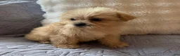 Shorkie dogs for sale: Mariah - Ad 4