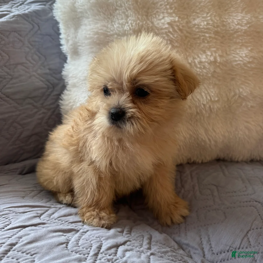 Shorkie dogs for sale: Mariah - Ad 4