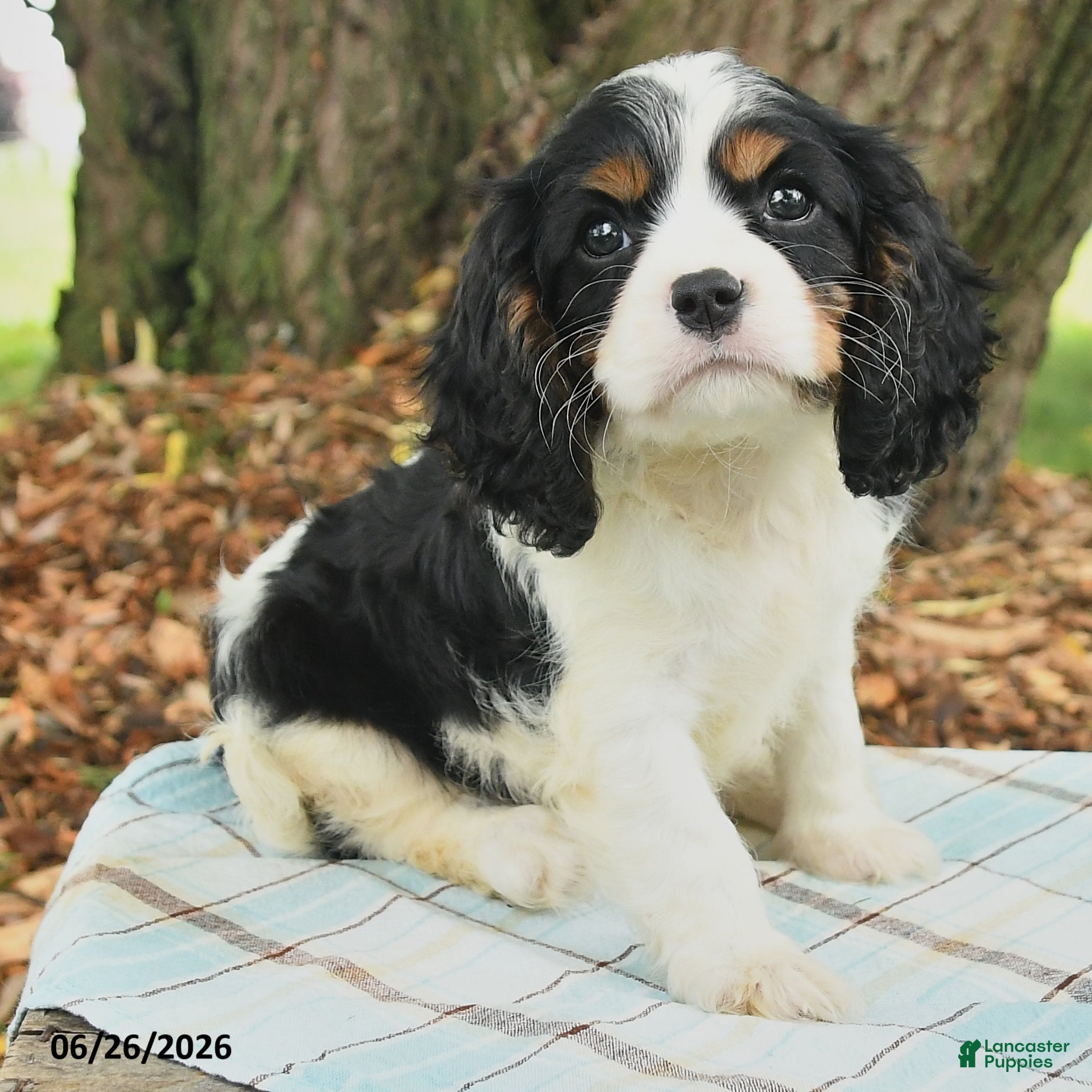 Cavalier King Charles Spaniel dogs Kim  - Ad 2