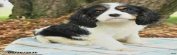 Cavalier King Charles Spaniel dogs for sale: Kim  - Ad 2