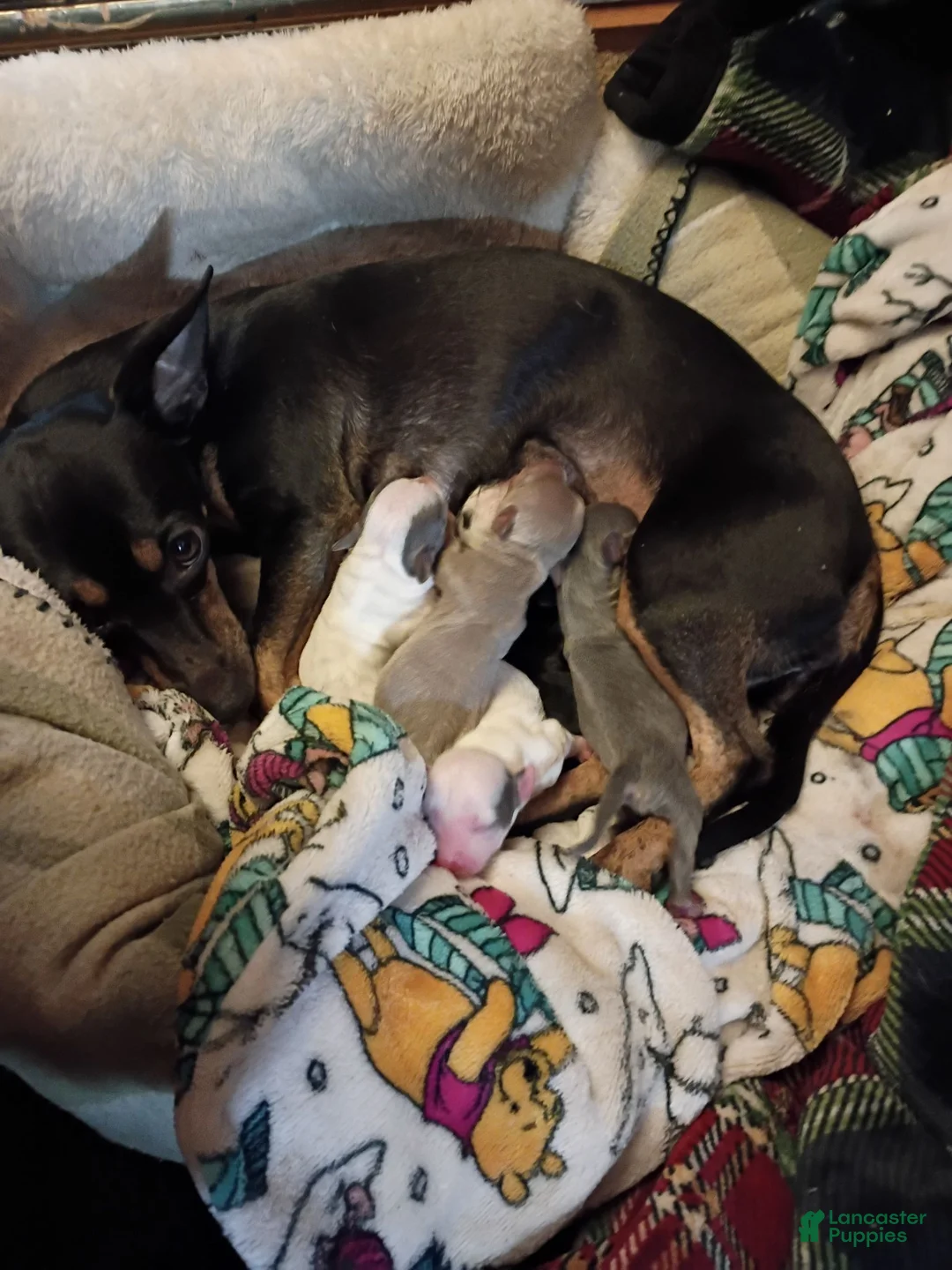 Chihuahua dogs for sale: Chihuahua 1 - Ad 2