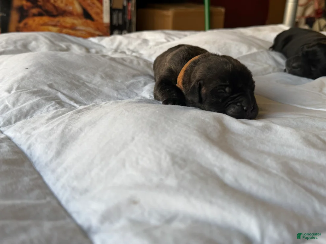 Cane Corso dogs for sale: Cane Corso Puppy 3 - Ad 2