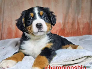 Bernese Mountain Dog dogs Dakota - Ad 27