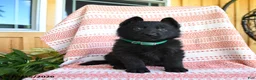 German Shepherd dogs for sale: Lamar - Ad 5