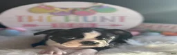 Boston Terrier dogs for sale: Boston Terrier Puppy 3 - Ad 8