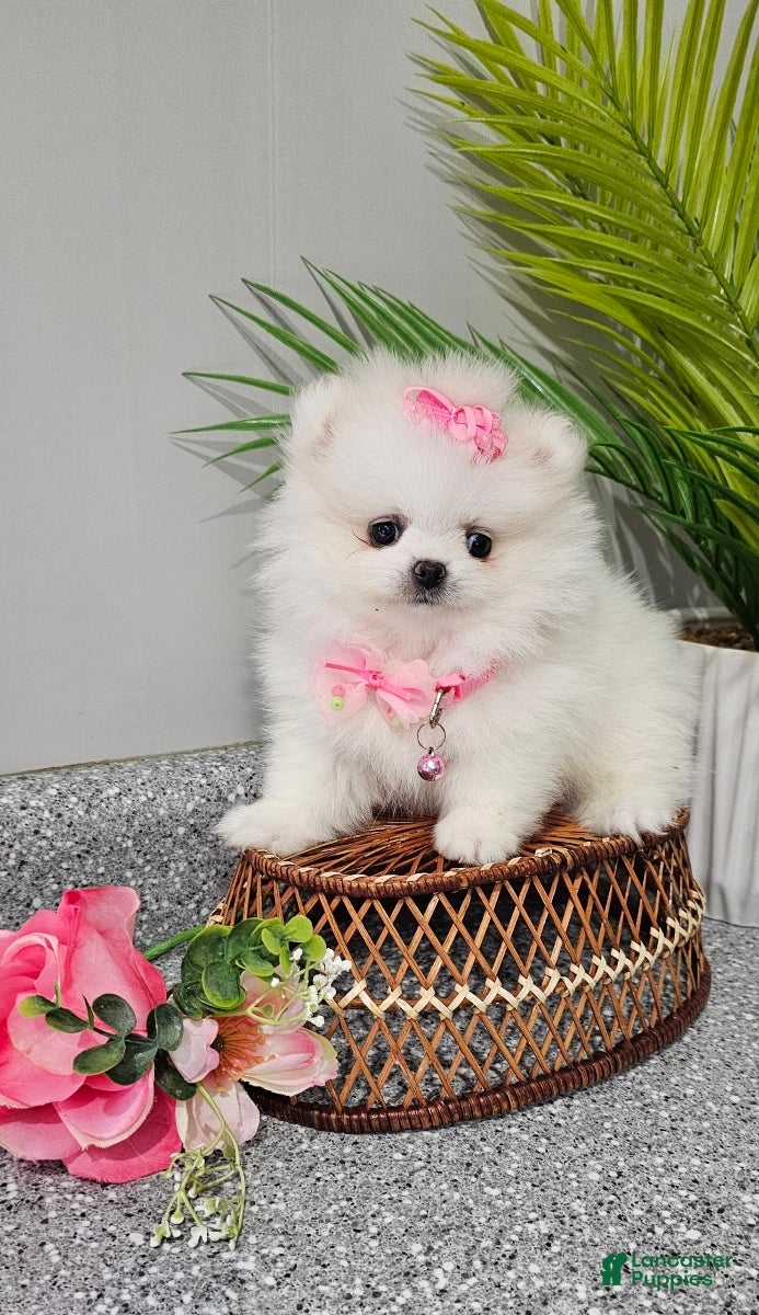 Pomeranian dogs Sugar Plum - Ad 6