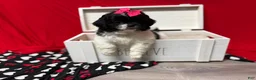 Shihpoo dogs for sale: Glinda  - Ad 15