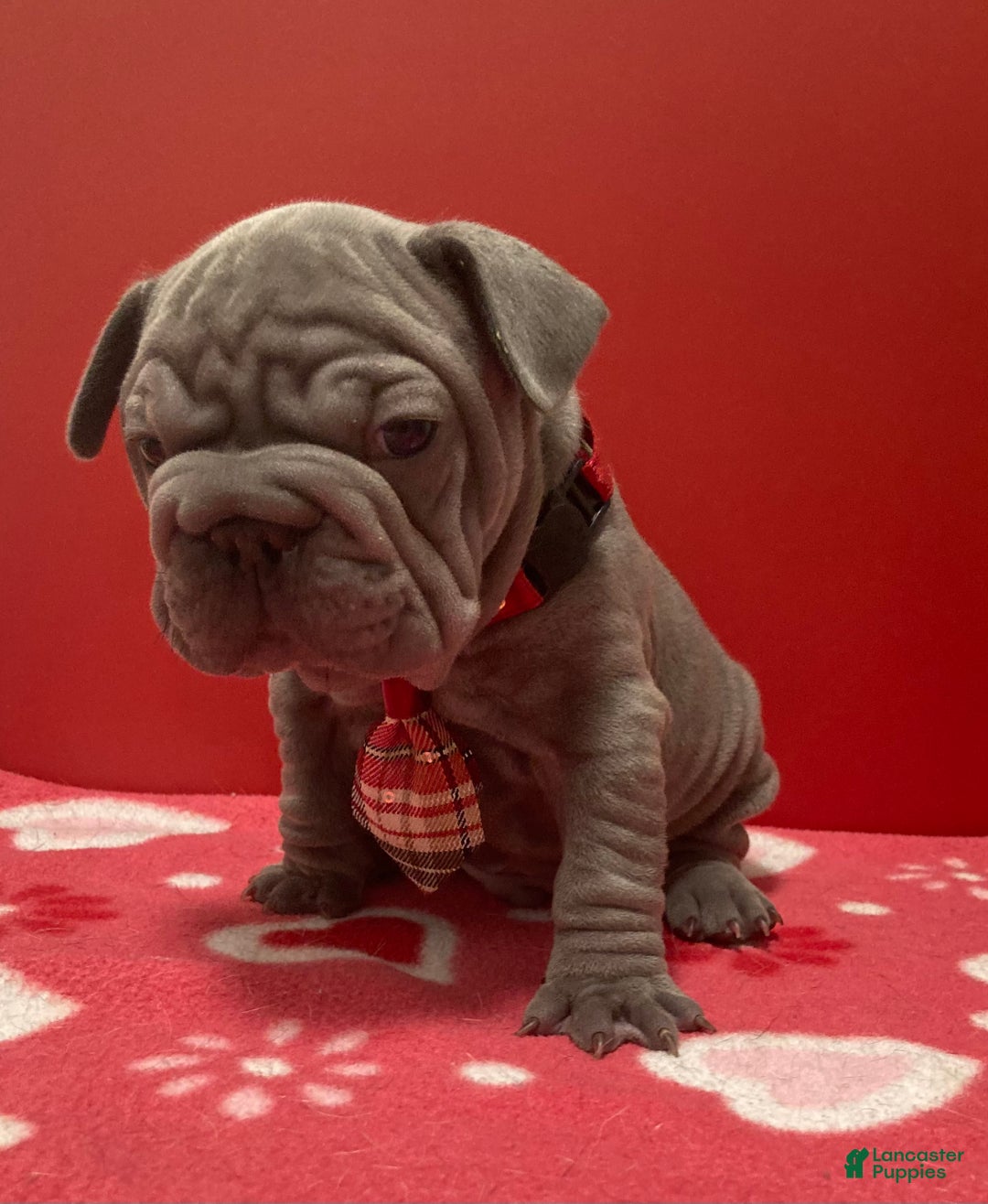 French Bulldog dogs for sale: Hercules - Ad 3