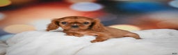 Cavalier King Charles Spaniel dogs for sale: Katie - Ad 9