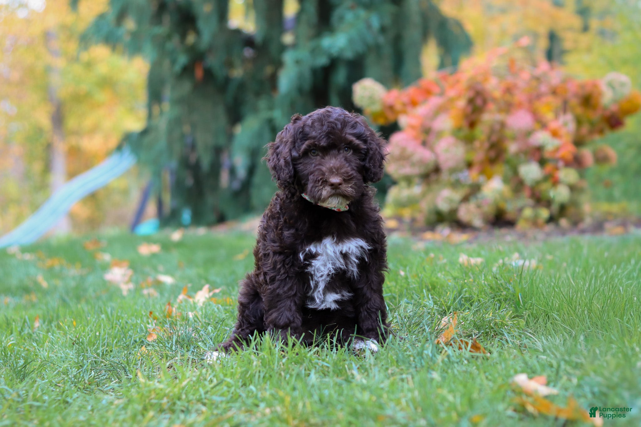 Portuguese Water Dog Puppies for sale Lancaster Puppies