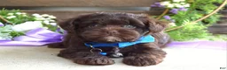 Yorkiepoo dogs for sale: Kayden - Ad 7