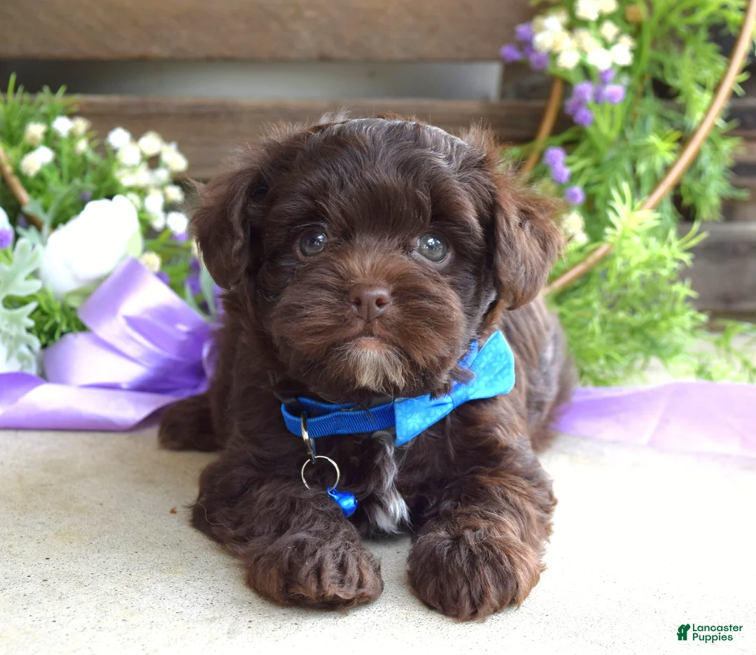 Yorkiepoo dogs for sale: Kayden - Ad 7