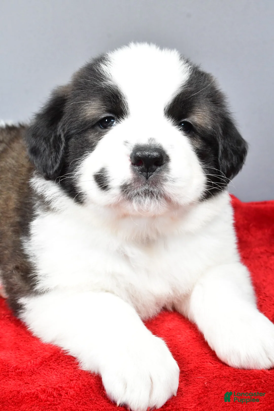 Saint Bernard dogs for sale: shelly - Ad 6