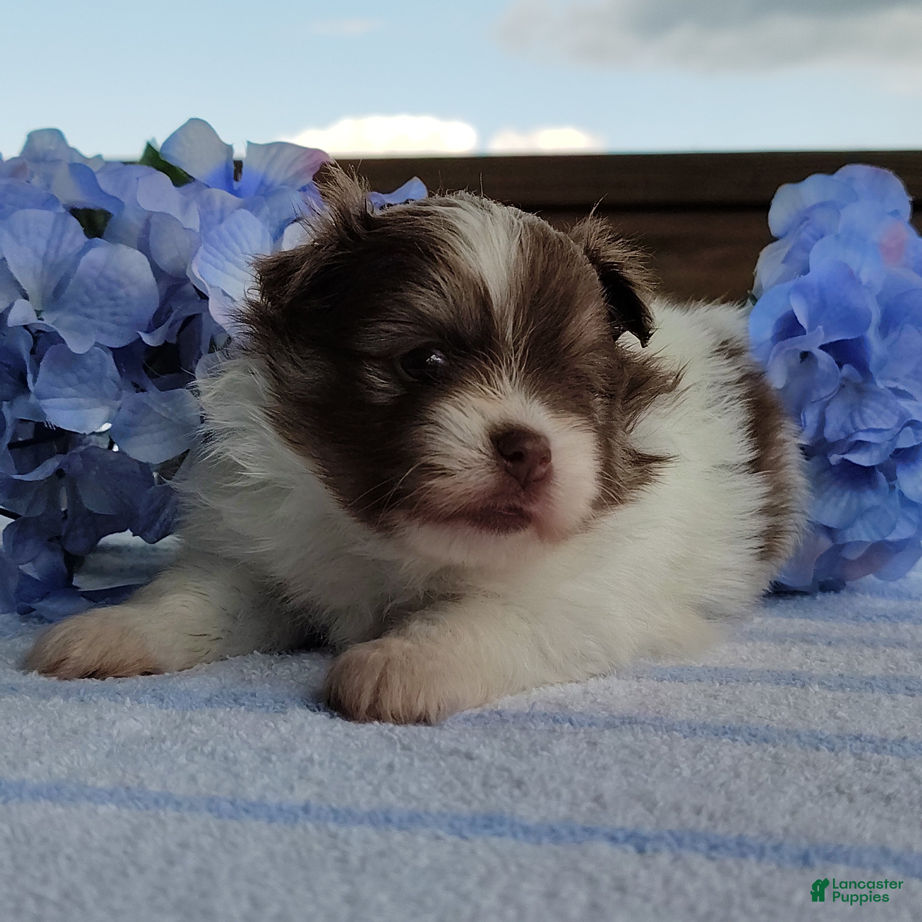 Pomeranian dogs Blueberry pie  - Ad 2