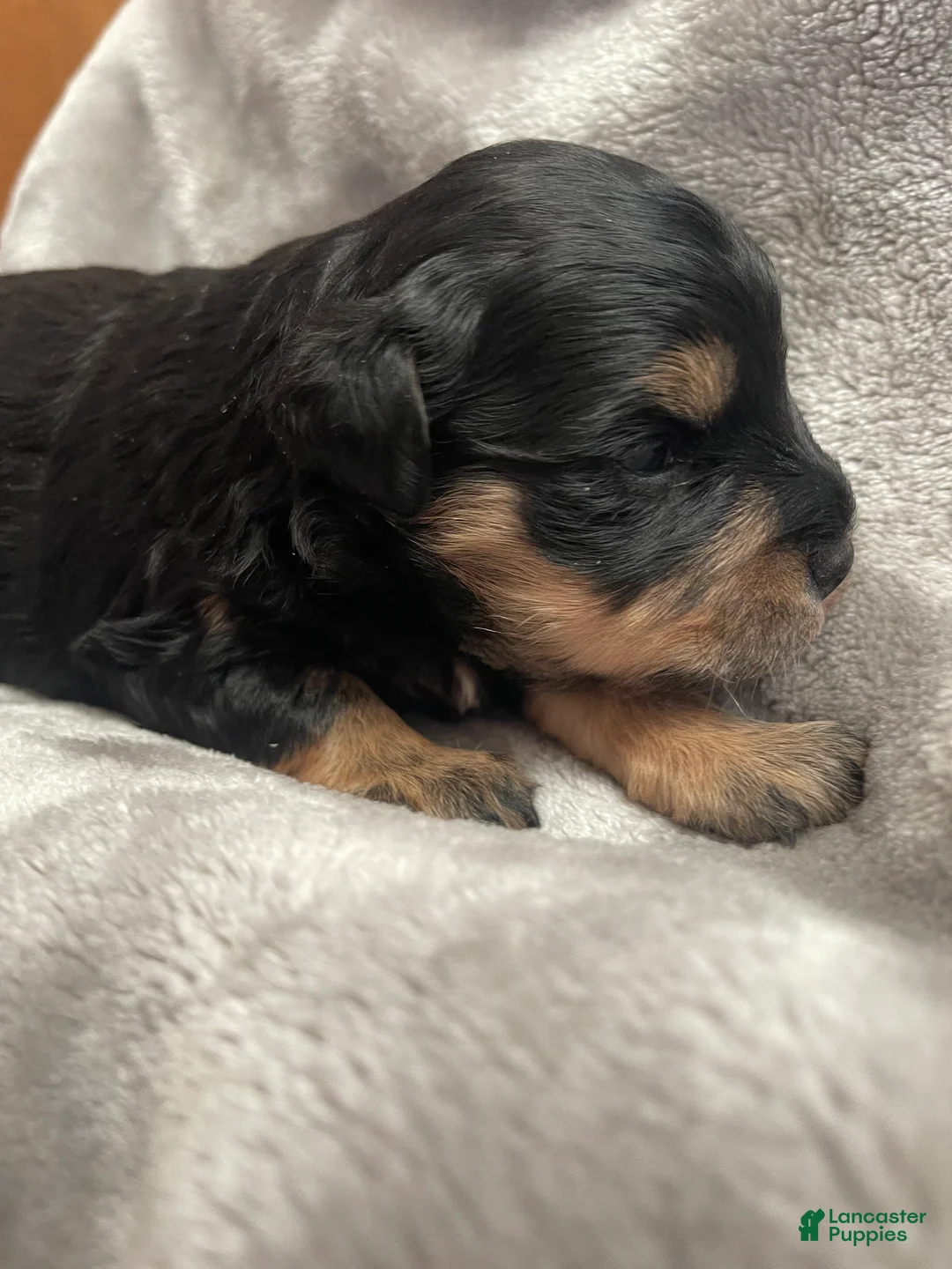 Miniature Schnauzer dogs for sale: Miniature Schnauzer Puppy 5 - Ad 4