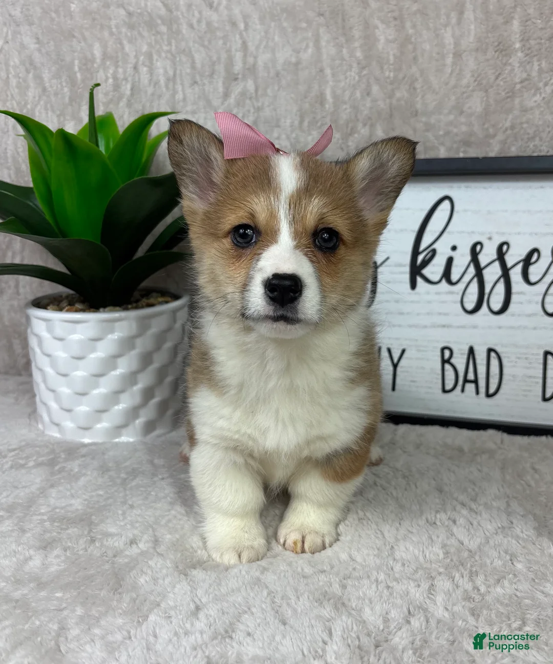 Welsh Corgi Pembroke dogs for sale: Phoebe  - Ad 6