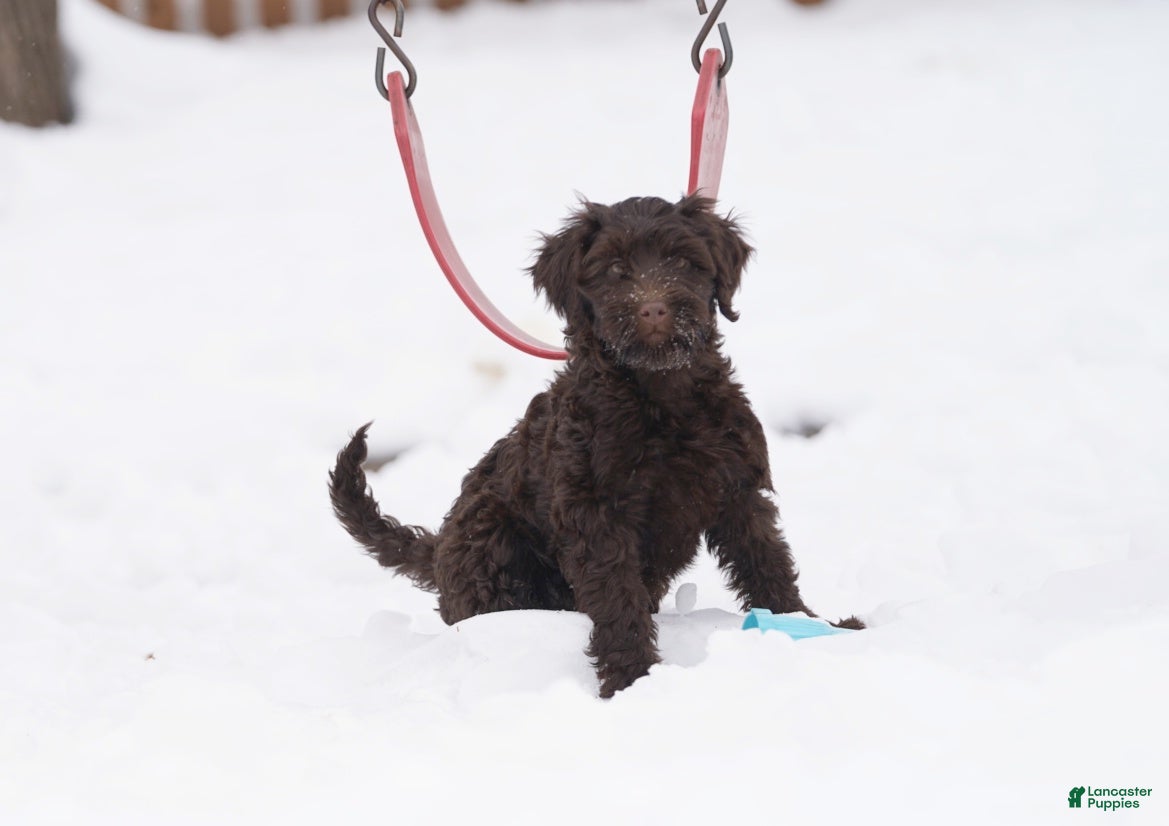 Portuguese Water Dog dogs Pearl  - Ad 1