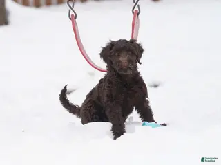 Portuguese Water Dog dogs Pearl - Ad 1
