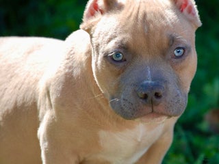 American Bully dogs - Ad 18