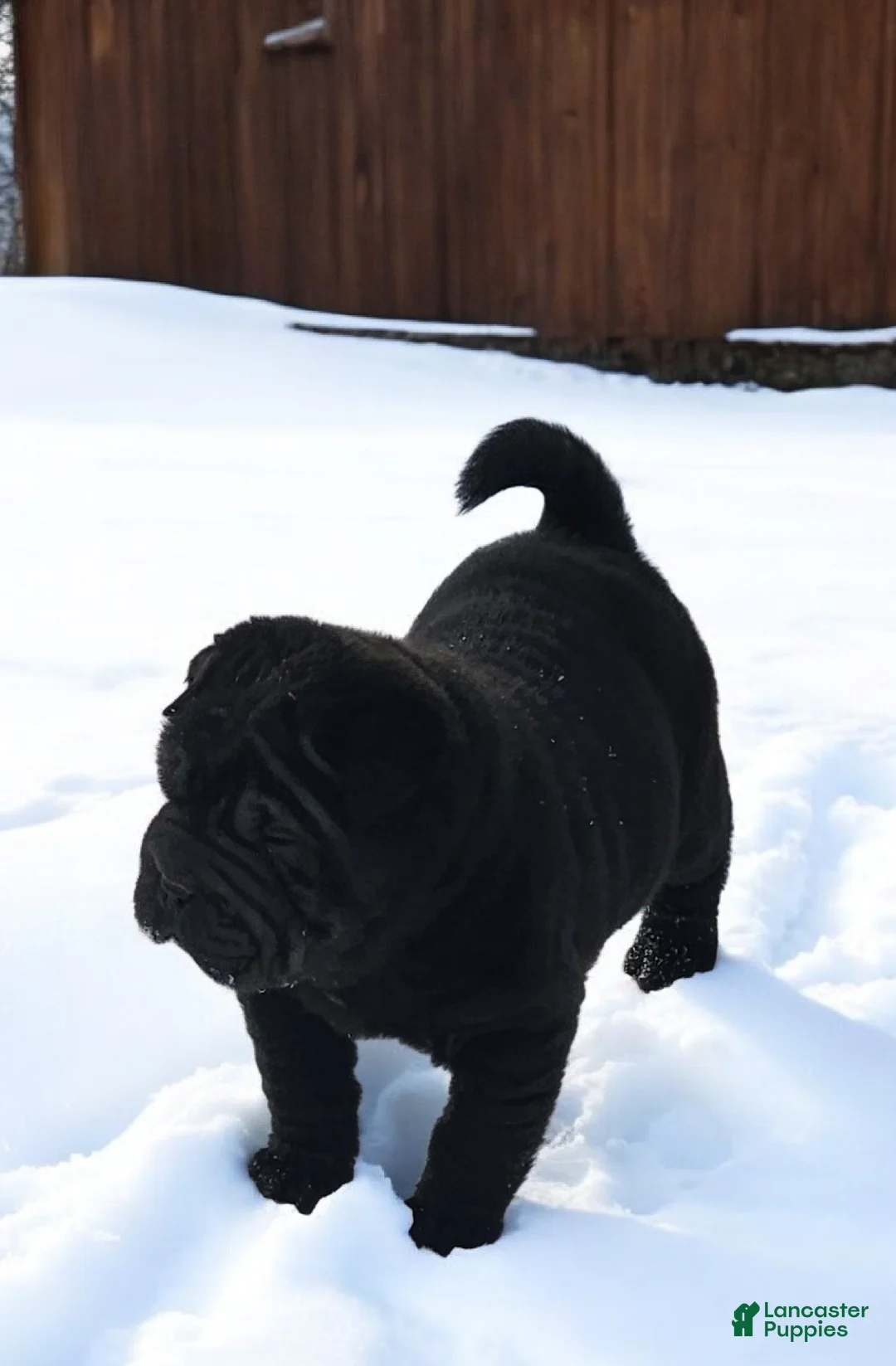 Shar Pei dogs for sale: Raven mini  - Ad 12