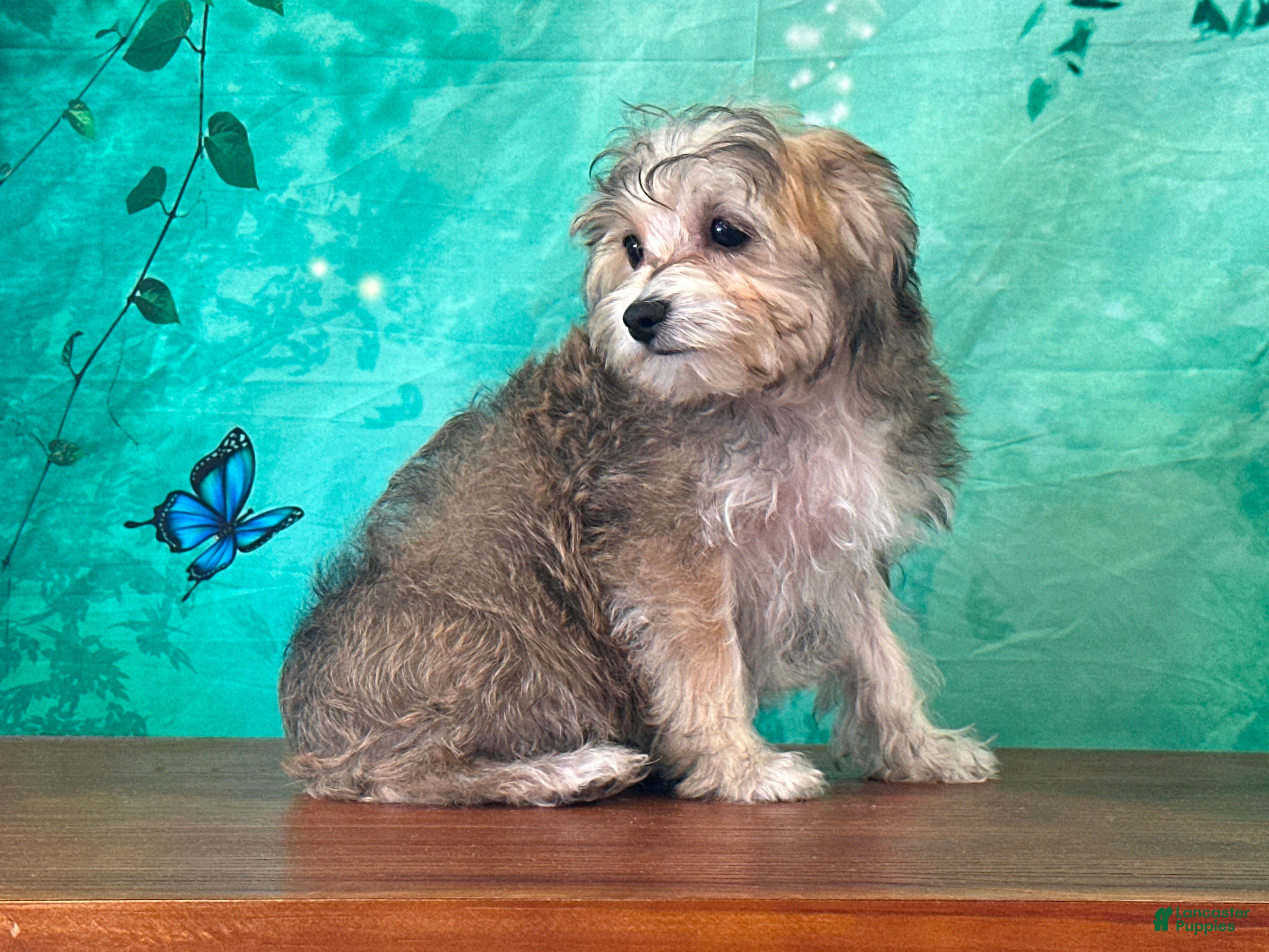 Yochon dogs Kona - Ad 1