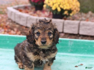 Doxiepoo dogs - Ad 7