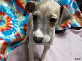 Italian Greyhound dogs Italian Greyhound Puppy 1 - Ad 21