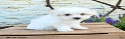 Mixed Breed dogs for sale: Elias - Ad 3