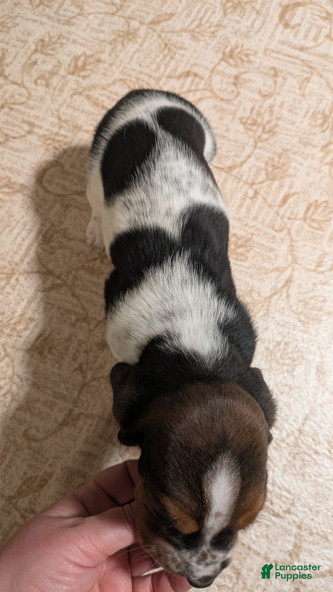 Basset Hound dogs for sale: Sondra - Ad 4