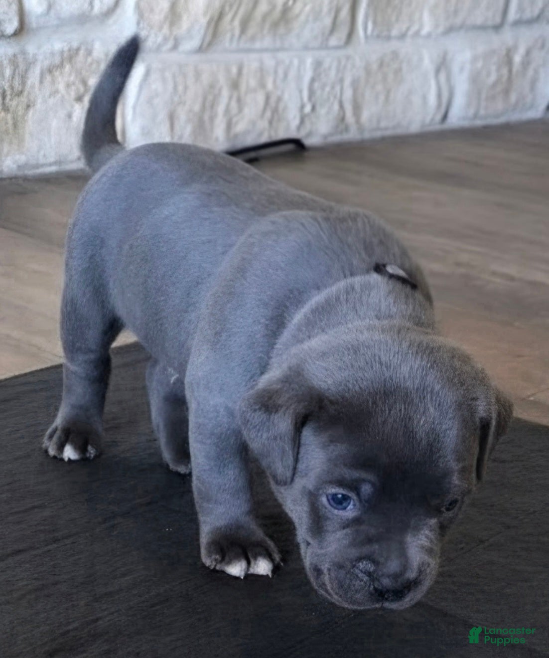 American Bully dogs Crestone - Ad 2
