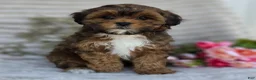 Shihpoo dogs for sale: Cuddles - Ad 13