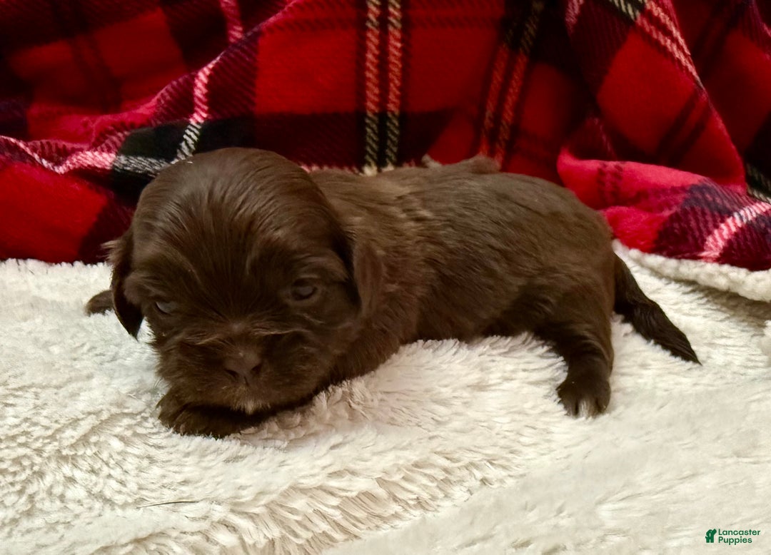 Shihpoo dogs for sale: Mila - Ad 10