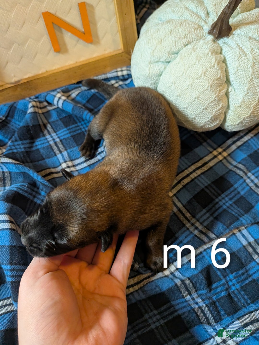 Belgian Malinois dogs for sale: Belgian Malinois Puppy 6 - Ad 4